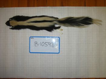 Media type: image;   Mammalogy 10598